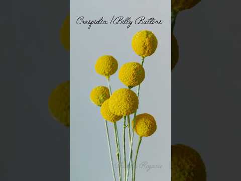 Crespidia / Billy Buttons Tutorial using Sugar paste/ Gumpaste for cake decoration.