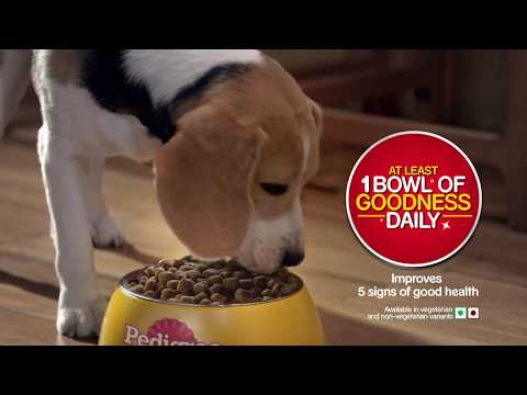 Pedigree Chicken Milk Dry Puppy Food