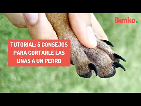 How to cut a dog's nails with scissors?