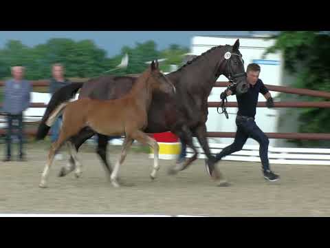 Warnke, Sezuan´s Donnerhall-Don Gregory-Zeus