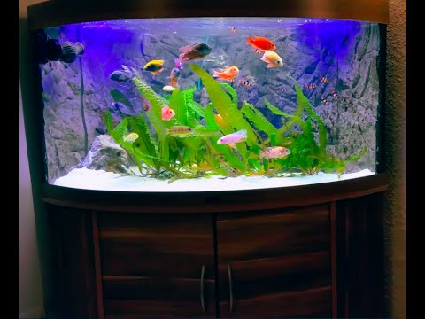 Malawi Cichlid Tank - G-Style Creation