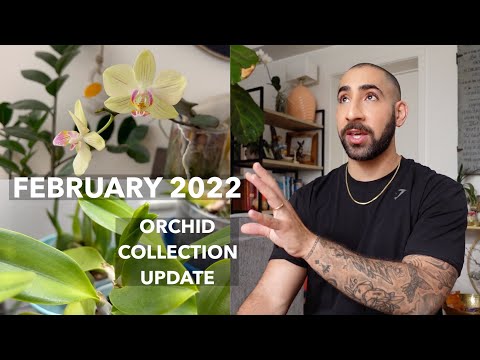 February 2022 Orchid Collection Update