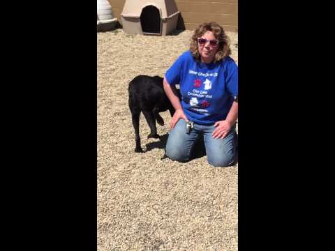 Duke, an adopted Labrador Retriever in Hoopeston, IL_image-1