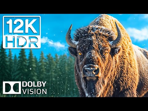 #12k Magische Tierwelt in 12k 60fps – Natur pur erleben