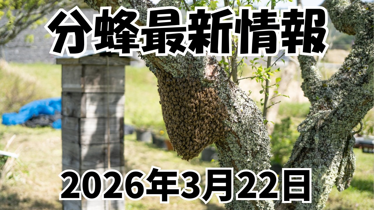 四国・本州太平洋側でも分蜂開始！ニホンミツバチ分蜂状況解説！2026年3月22日 #分蜂マップ
