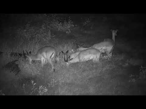 Djuma: Impalas on alert in the rain - 02:56 - 01/24/21