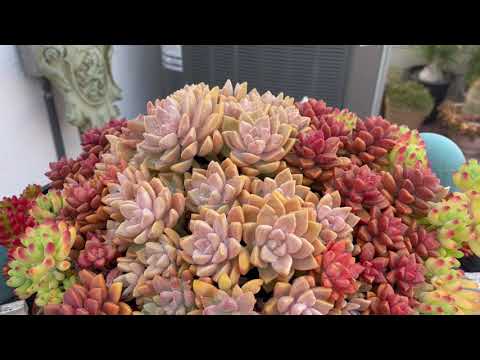 Kay's Garden Tour - August 2021