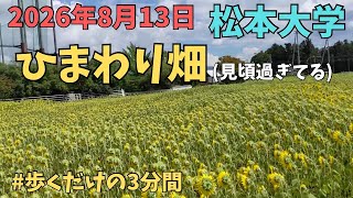 松本大学ひまわり畑（見頃過ぎた後）