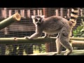 Guests Get Fresh With Lemurs At The San Diego Zoo Safari Park