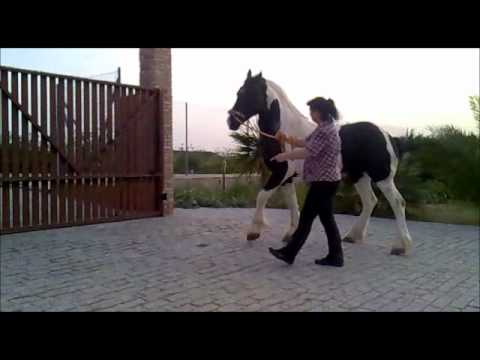 Finca Barroco,BAROCKPINTO DECKHENGST ALBANO de FINCA BARROCO, in Ausbildung zum spanischen Schritt