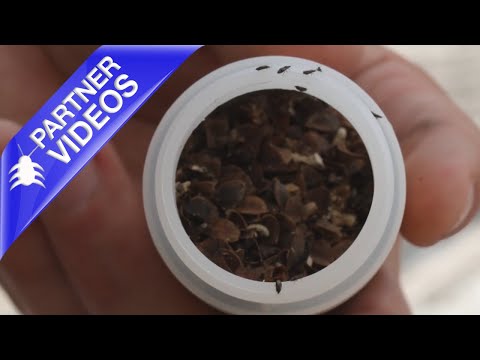  How to use Thripor from Koppert Video 