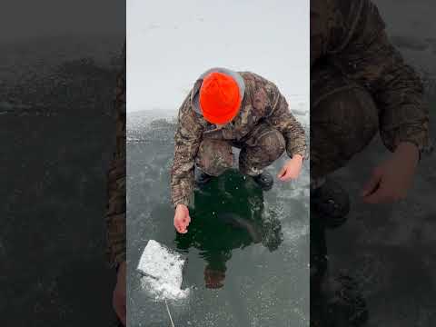 Thin Ice VS Tiger Trout!