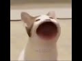 Pop Cat But Its The THX Theme
