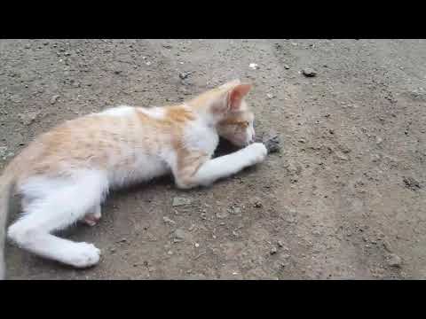 Meet my little cat . what's her name? Her daily activities?