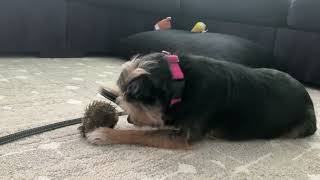 Video preview image #1 Mutt Puppy For Sale in Arlington, VA, USA