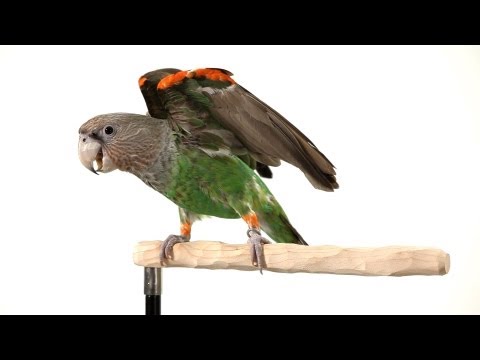 How to Clicker Train Your Parrot | Parrot Training