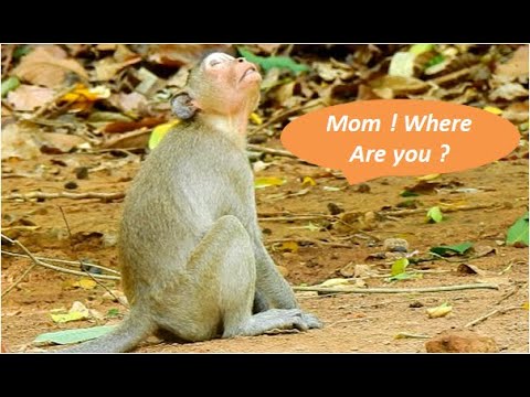 Little Janet look so poor she can't find mom Jane | she look up many tree but still not see