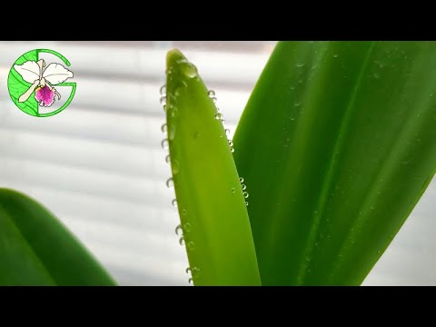 Full orchid collection update with new Cattleya seedlings • 15 May 2021