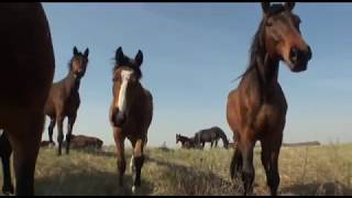 TERMÉSZETVÉDELMI KÖRKÉP 