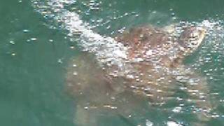 preview picture of video 'Female Turtle Lured into Eraring Power Station Inlet Canal'
