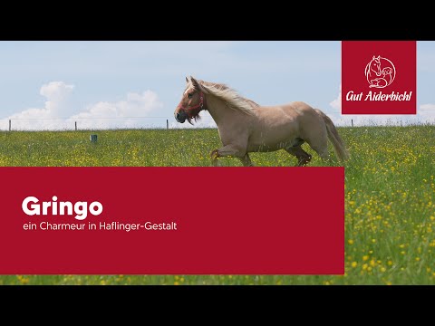 Gringo – ein Charmeur in Haflinger-Gestalt