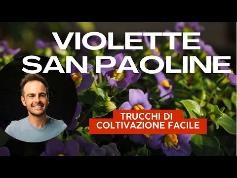 Green Thumb Secrets: Happy, Blooming African Violets!