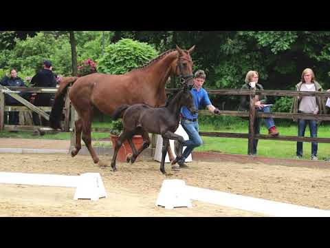 Stutfohlen von Despacito x Johnson