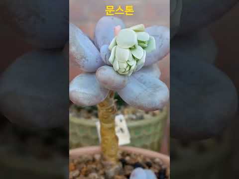 다육이문스톤 💕  꽃대일까요?자구일까요? #succulents #shorts