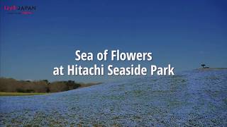 Sea of Flowers at Hitachi Seaside Park - LIVE JAPAN