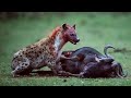 Top 5 Brutal Hyenas eating Young Preys Alive