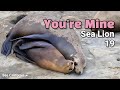 Close To You Sea Lion You Re Mine 19