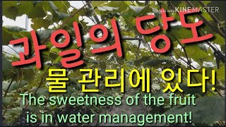 과일 당도를 최고로 올리는 방법 물관리 복숭아 포도 자두 The sweetness of the fruit