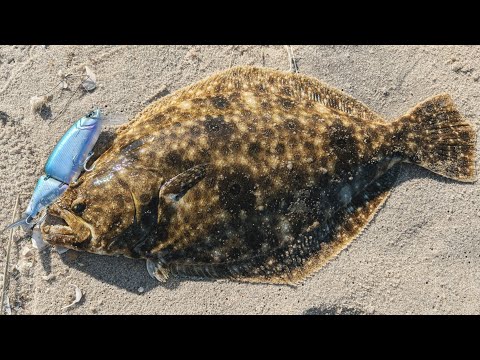 BIG Fluke LIMITS from the Surf - SWIMBAIT Flounder Fishing 2025!