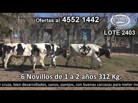 Lote 6 Novillos 1 a 2 años 4 HO,  1 NO y 1 NO c/  HO 312kg -  en El Sauce. Campana- A 5 Km de Ruta 55 km 12.500