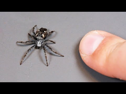 Najdziwniejszy KRZYŻAK w POLSCE