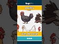 poultry - aves de corral video thumbnail
