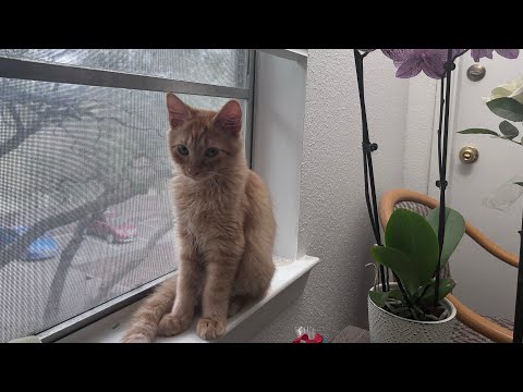 Our journey to adopt a new kitten....Leo