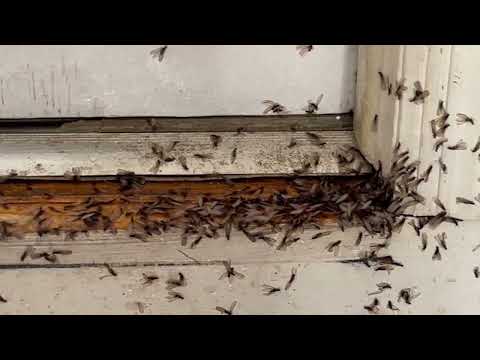 Termite Swarmers Bursting Out of the Garage...