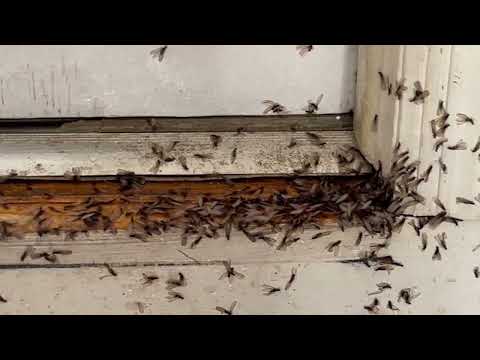 Termite Swarmers Bursting Out of the Garage Door in Belford, NJ