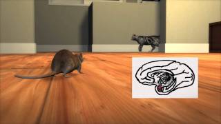 How the parasite Toxoplasma tricks rats into becoming cat food