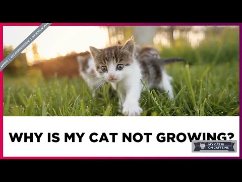 Why Is My Cat Not Growing?