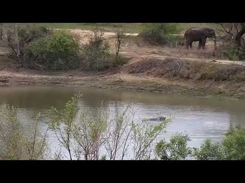 Djuma: Elephant bull and Hippo - 16:16 - 10/06/20