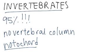 Invertebrates