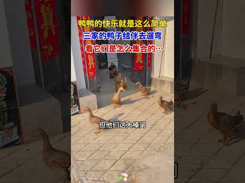 三家鸭子结伴出去玩，集合方式太熟悉 #搞笑 #大熱門 #熱門 #正能量剧情 #感人壹幕 #饲养员日常