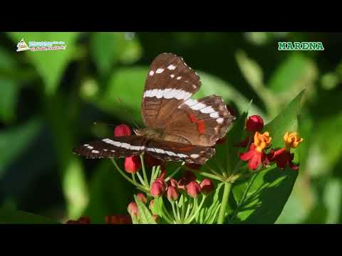 Inaguración DT Siuna