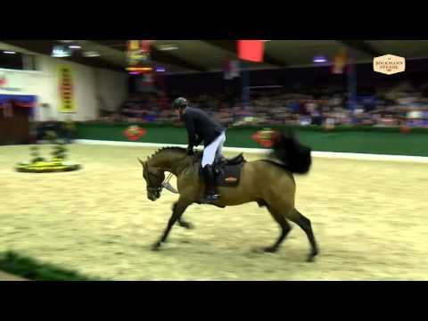 Lord Pezi Junior v. Lord Pezi - Quattro / Hengstvorführung Vechta 2016 / Böckmann Pferde