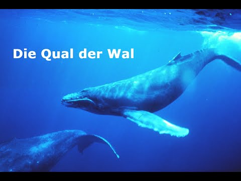 Die Qual der Wal- Art out of Context #3