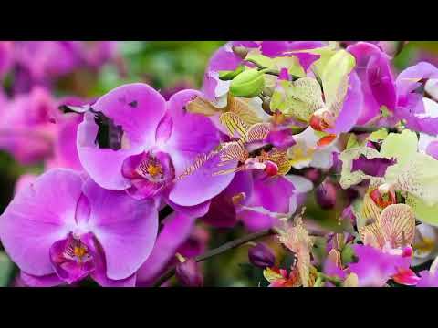 Opwekking 826 De Heer is mijn Bevrijder