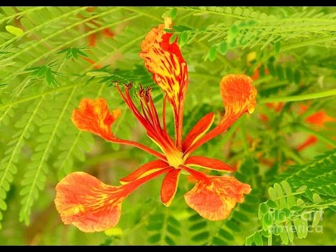 download lagu mp3 mp4 Poinciana Tree, download lagu Poinciana Tree gratis, unduh video klip Poinciana Tree