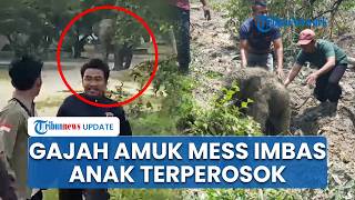 Detik-detik Warga Berlarian Selamatkan Diri saat Kawanan Gajah Liar Amuk Mess Karyawan di Siak Riau